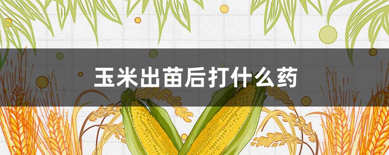 玉米出苗后打什么藥 玉米出苗后打什么藥水