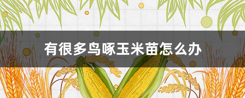 有很多鳥(niǎo)啄玉米苗怎么辦（怎樣防止鳥(niǎo)啄食玉米苗）