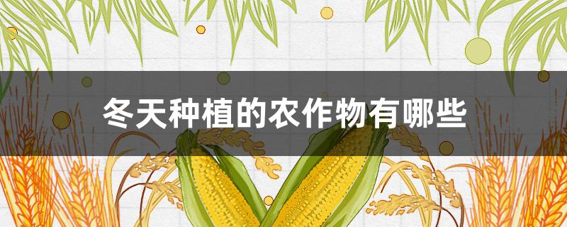 冬天種植的農(nóng)作物有哪些 冬天農(nóng)作物種什么好