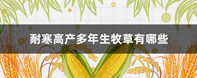 耐寒高產(chǎn)多年生牧草有哪些