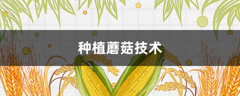 種植蘑菇技術(shù)（人工種植蘑菇技術(shù)）