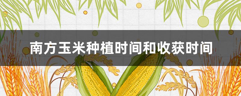 南方玉米种植时间和收获时间 南方玉米播种时间