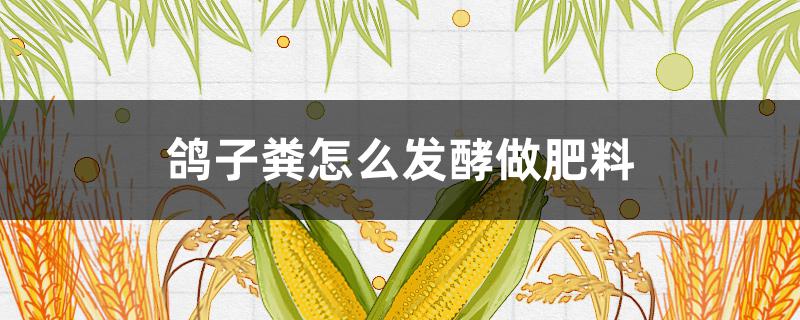 鸽子粪怎么发酵做肥料（鸽子粪怎么发酵做肥料种菜）