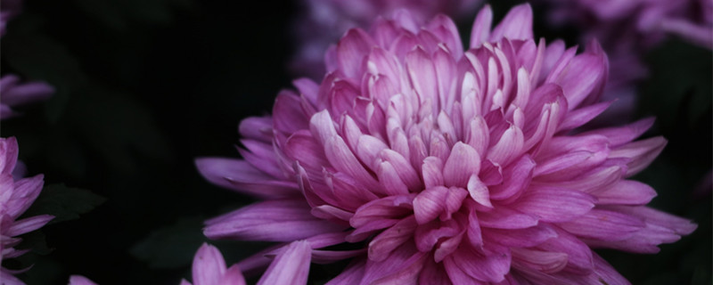 菊花有什么颜色（菊花有什么颜色 (越多越好）