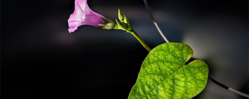 牵牛花什么时候开 红色的牵牛花什么时候开