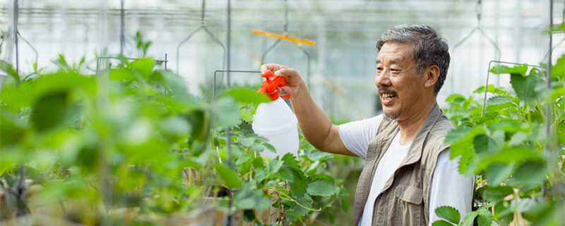 菜子油渣做肥料（菜子油渣做肥料如何使用）