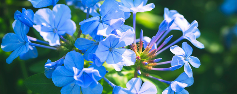 藍(lán)花丹的養(yǎng)殖方法和注意事項(xiàng) 藍(lán)花丹的栽培要點(diǎn)