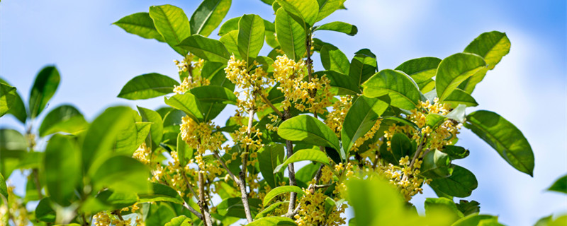 四季桂花怎么養(yǎng)才能更旺盛 四季桂花怎么養(yǎng)開花多