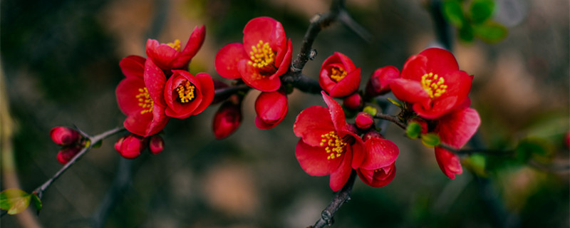 竹节海棠一年开几次花