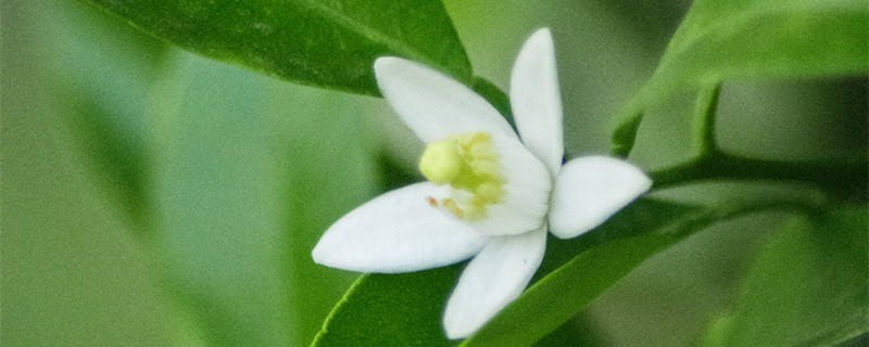 橘子花和栀子花一样吗（橘子栀子花什么意思）