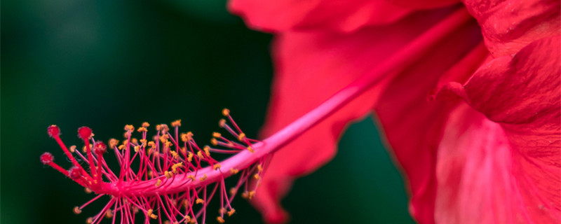 扶桑花在泰国的寓意（泰剧扶桑花的寓意）