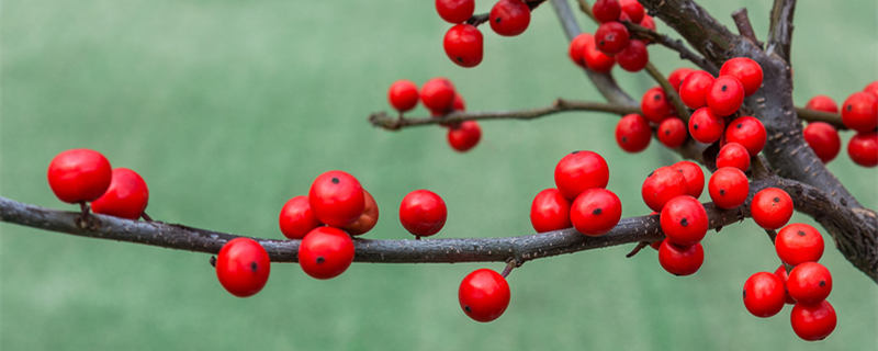 冬青是什么植物（冬青是什么植物类别）