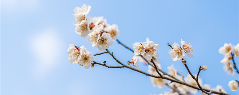 臘梅種子種植方法（臘梅種子種植方法和注意事項(xiàng)|經(jīng)驗(yàn)篇）