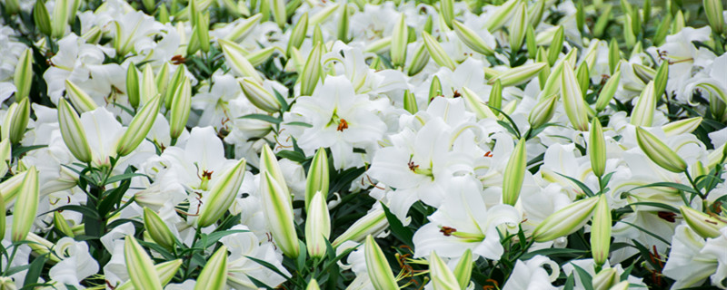 百合花是单性花还是两性花 百合花属于什么性花