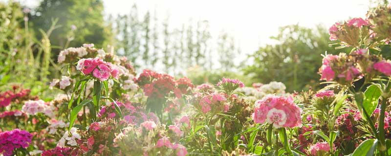 怎樣給花土消毒（怎么給養(yǎng)花的土消毒）