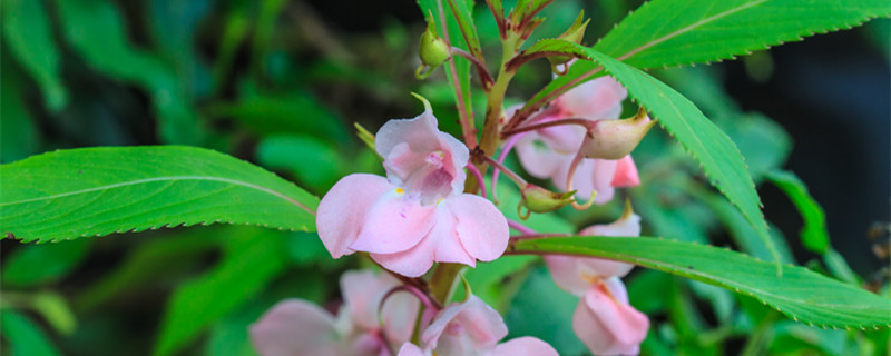 鳳仙花怎么傳播種子 鳳仙花怎么傳播種子的方法二年級