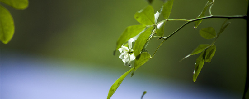 白薔薇花語(yǔ)及代表意義 白薔薇的含義