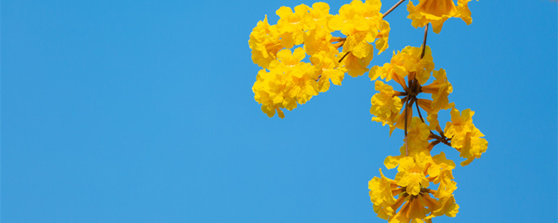 风铃花花语（梦露风铃花花语）