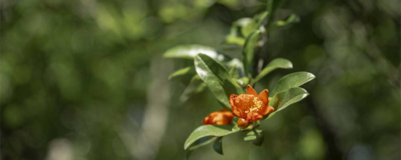 石榴樹幾月份開花幾月份結(jié)果（石榴樹在哪個(gè)季節(jié)開花結(jié)果）