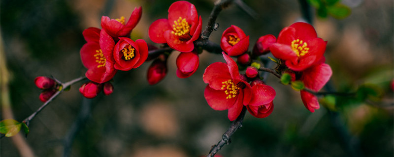 海棠什么时候开花（鹿角海棠什么时候开花）