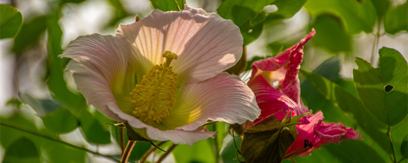 芙蓉花的養(yǎng)殖方法 芙蓉花的養(yǎng)殖方法盆栽