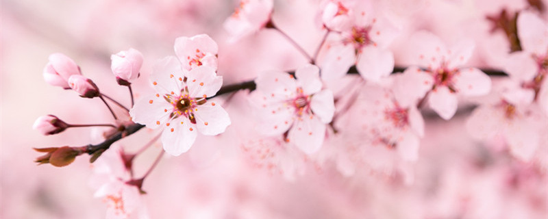 樱花种子种植方法和时间 樱花种子的种植方法