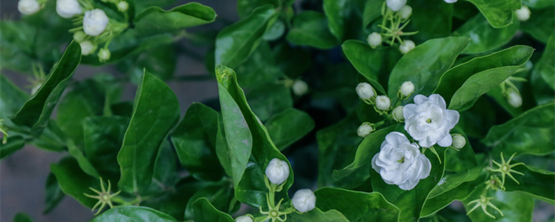 栀子花开是什么季节 栀子花开放的季节是什么时候