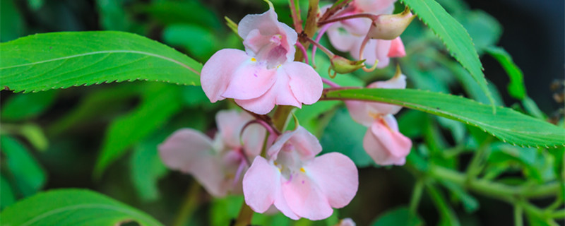 鳳仙花的花語