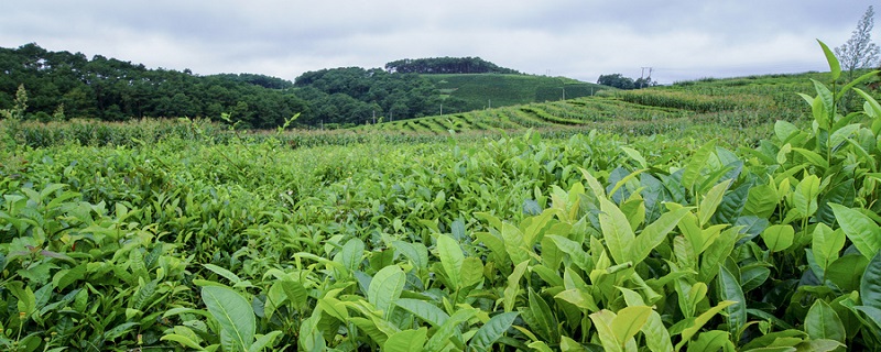 普洱茶的產(chǎn)地 普洱茶產(chǎn)自哪里