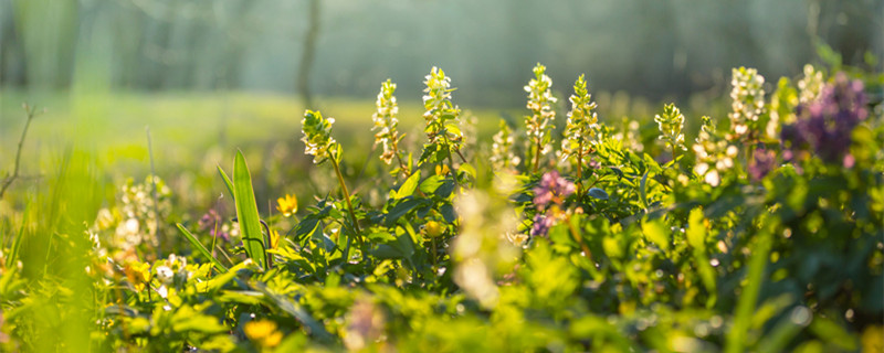 紫邊碧玉椒草開花嗎 紫邊碧玉開花嗎?