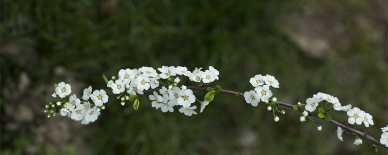 小手球花是什么植物 小手球花是什么花