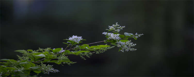 九里香花有毒吗（九里香有毒吗:花香对人有刺激作用）