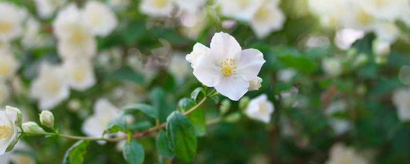 茉莉花浇水原则（茉莉花浇水的方法）