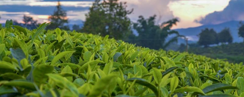 茶葉產(chǎn)地 茶葉產(chǎn)地在哪里