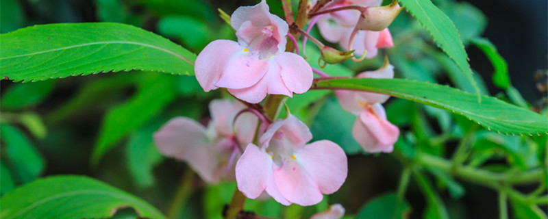 鳳仙花的生長周期（鳳仙花的生長周期記錄表）