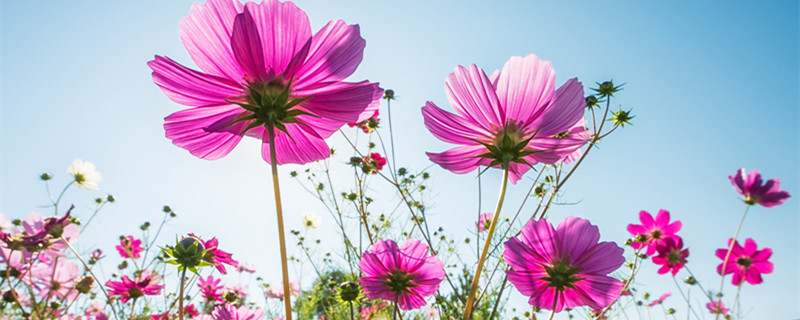 太陽(yáng)花種植方法和時(shí)間（太陽(yáng)花移栽方法和時(shí)間）