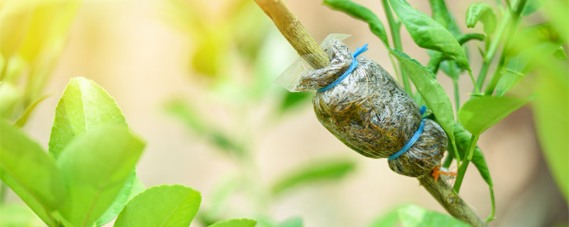 夏天芽接多少天去膜（秋季芽接后什么时候去膜）