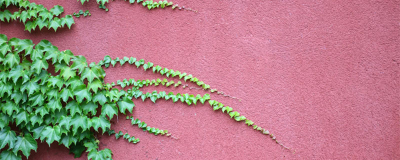 爬山虎是什么莖（爬山虎是什么莖植物）