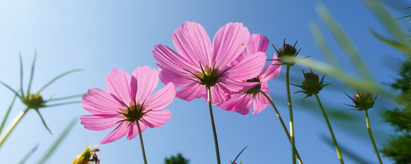 翠菊花语是什么意思 绿菊花花语是什么意思