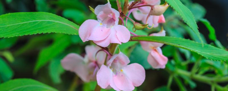 鳳仙花什么季節(jié)開花 鳳仙花什么季節(jié)開花結(jié)果