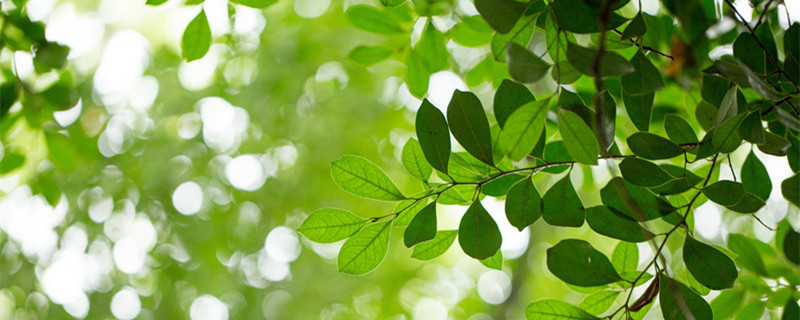 平安树怎么养才茂盛（夏天平安树怎么养才茂盛）