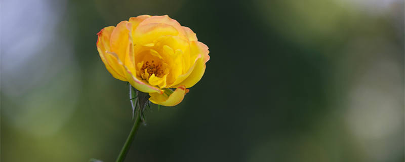 月季花是哪个城市的市花? 月季花在什么城市