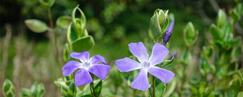 长春花花语（长春花花语是什么）