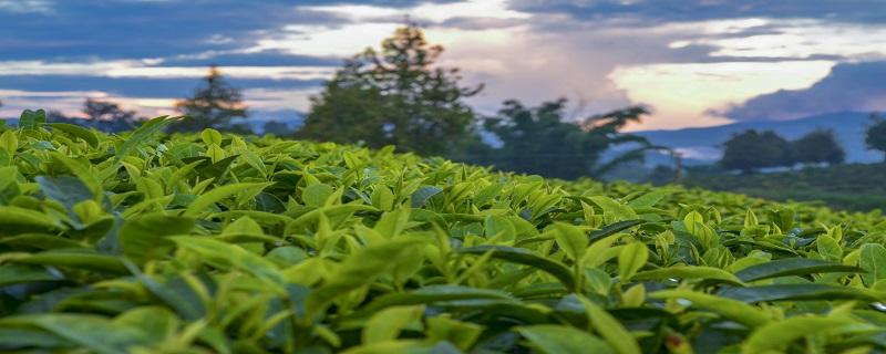 茶的品種 茶的品種有哪些