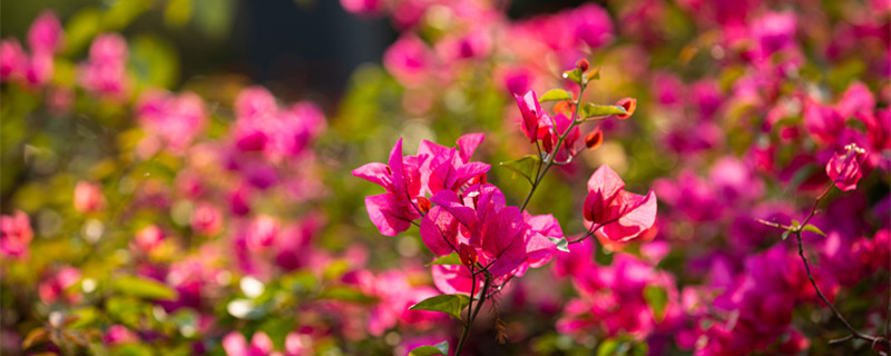 杜鵑花為什么是禁花 禁止買賣杜鵑花