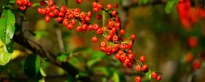 荀子怎么養(yǎng) 紅花荀子怎么養(yǎng)