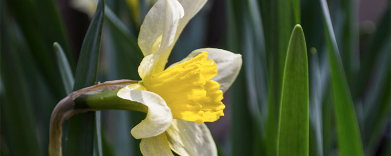 蘭花一般養(yǎng)幾年開花 蘭花養(yǎng)幾年開花?