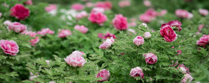 牡丹花開花時間是幾點左右 牡丹花開花時間