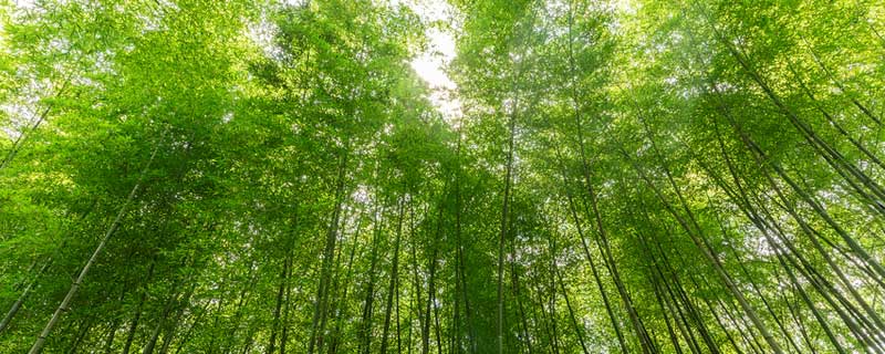 竹子開(kāi)花嗎 竹子開(kāi)花是什么顏色