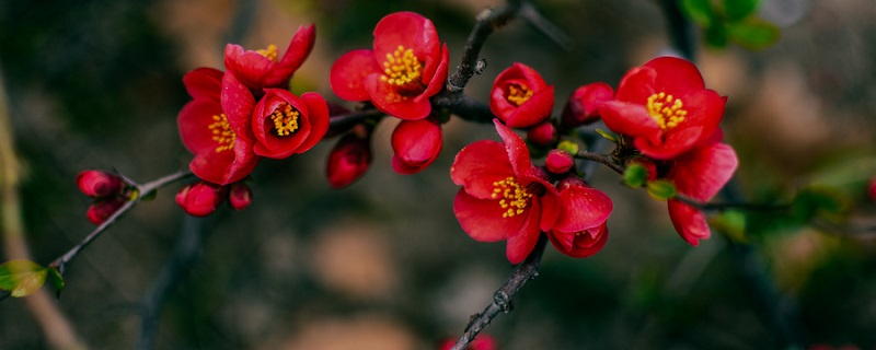 为什么家里养海棠花不吉利（海棠花养在家里好不好）